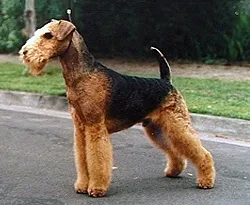 Airedale Terrier - Large family-friendly dog breed