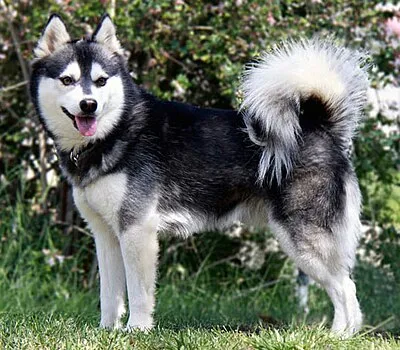 Alaskan Klee Kai - Small apartment-friendly dog breed