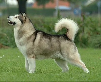 Alaskan Malamute - Large family-friendly dog breed
