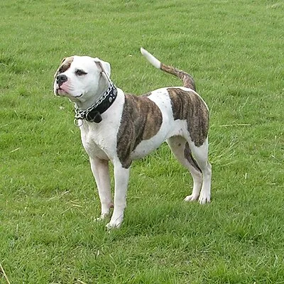 American Bulldog - Large family-friendly dog breed