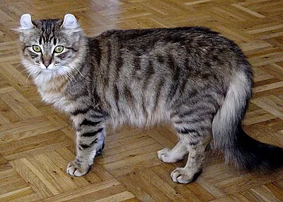 American Curl - Medium apartment-friendly cat breed