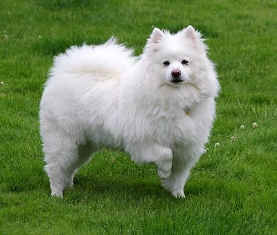 American Eskimo Dog - Small-Medium apartment-friendly dog breed