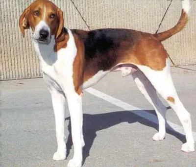 American Foxhound - Large family-friendly dog breed