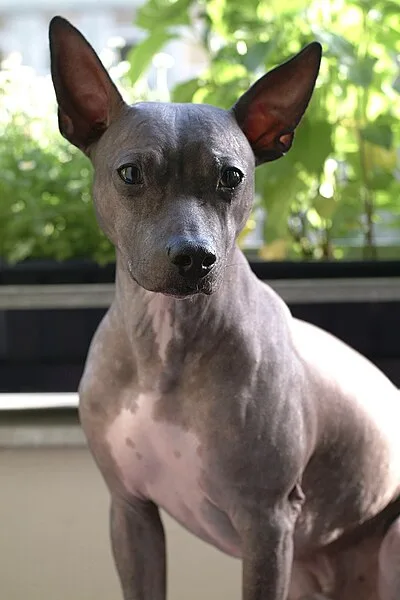 American Hairless Terrier - Small apartment-friendly dog breed