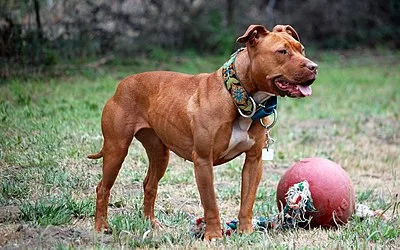 American Pit Bull Terrier - Medium-Large family-friendly dog breed
