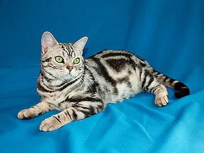 American Shorthair - Medium-Large apartment-friendly cat breed