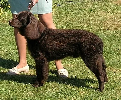 American Water Spaniel - Medium family-friendly dog breed