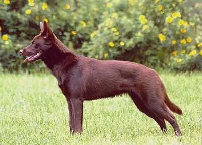 Australian Kelpie - Medium family-friendly dog breed