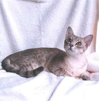 Australian Mist - Medium apartment-friendly cat breed