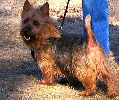 Australian Terrier - Small apartment-friendly dog breed