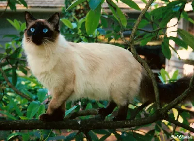 Balinese - Medium apartment-friendly cat breed