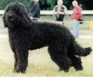Barbet - Medium family-friendly dog breed