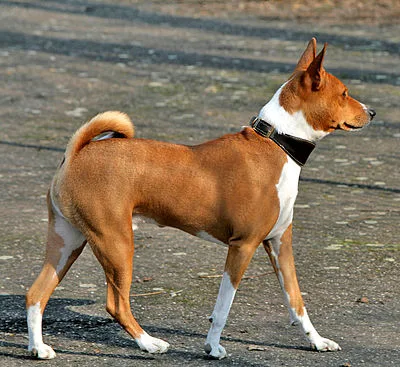 Basenji - Small-Medium apartment-friendly dog breed