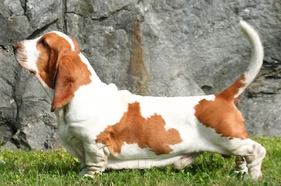 Basset Hound - Medium family-friendly dog breed