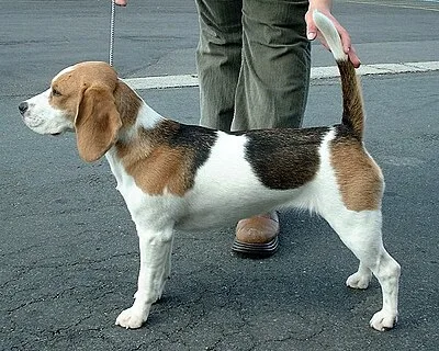 Beagle - Small-Medium family-friendly dog breed
