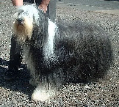 Bearded Collie - Medium family-friendly dog breed