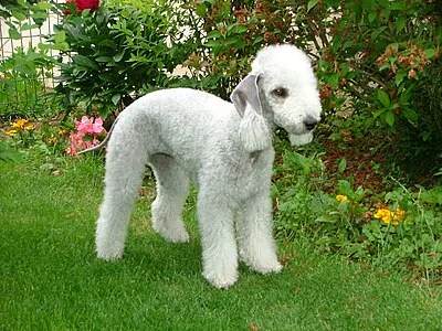 Bedlington Terrier - Small-Medium apartment-friendly dog breed
