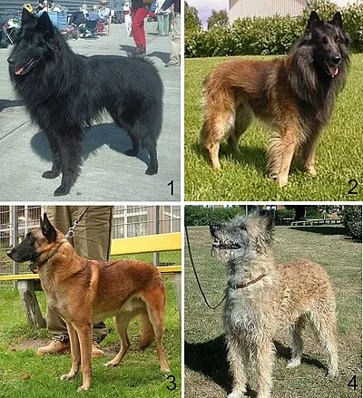 Belgian Tervuren - Large family-friendly dog breed