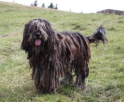 Bergamasco Sheepdog - Medium-Large family-friendly dog breed