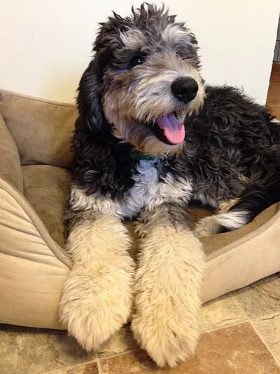 Bernedoodle - Medium-Large beginner-friendly dog breed