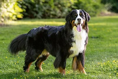 Bernese Mountain Dog - Large-Giant beginner-friendly dog breed