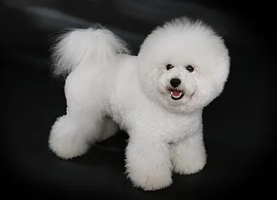 Bichon Frise - Small apartment-friendly dog breed