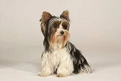 Biewer Terrier - Toy apartment-friendly dog breed