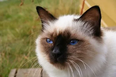Birman - Medium-Large apartment-friendly cat breed