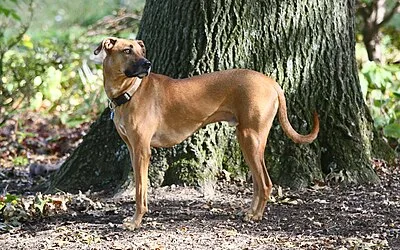 Black Mouth Cur - long-living Medium-Large dog breed