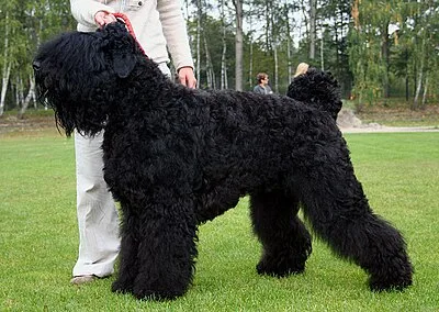 Black Russian Terrier - hypoallergenic Large dog breed