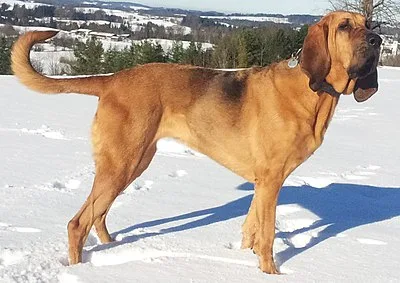 Bloodhound - Large family-friendly dog breed