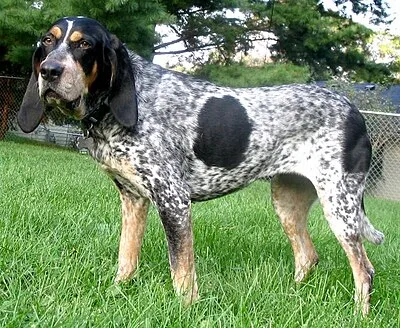 Bluetick Coonhound - Large family-friendly dog breed