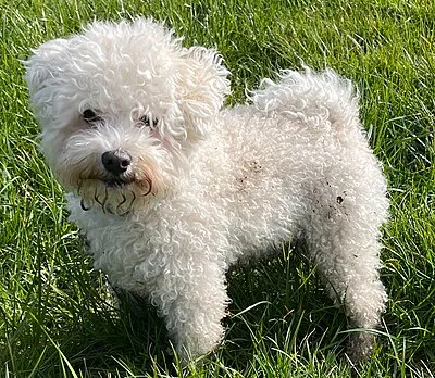 Bolognese - Small apartment-friendly dog breed