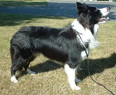 Border Collie - Medium family-friendly dog breed
