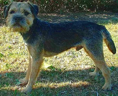 Border Terrier - Small apartment-friendly dog breed