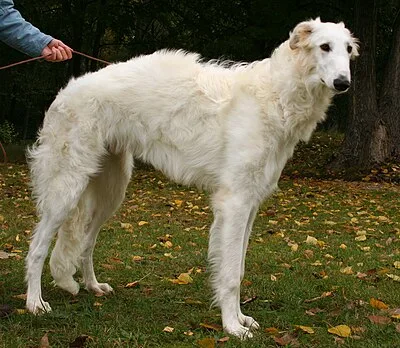 Borzoi - Large family-friendly dog breed