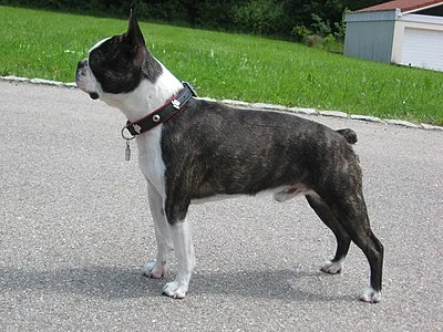 Boston Terrier - Small beginner-friendly dog breed