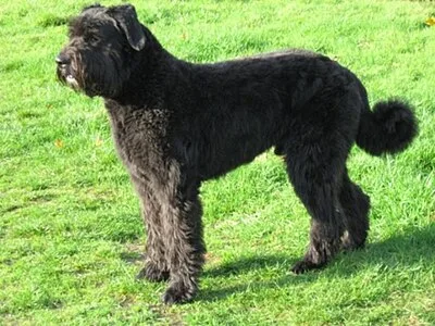 Bouvier des Flandres - Large family-friendly dog breed