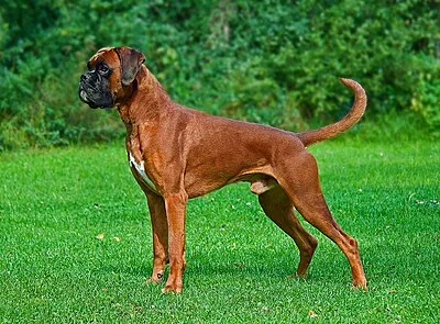 Boxer - Large family-friendly dog breed