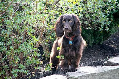 Boykin Spaniel - Medium family-friendly dog breed