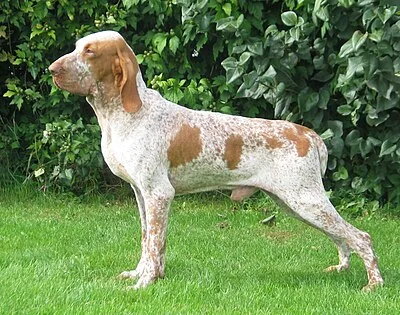 Bracco Italiano - Large family-friendly dog breed