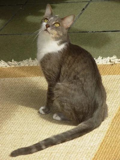 Brazilian Shorthair - Medium apartment-friendly cat breed