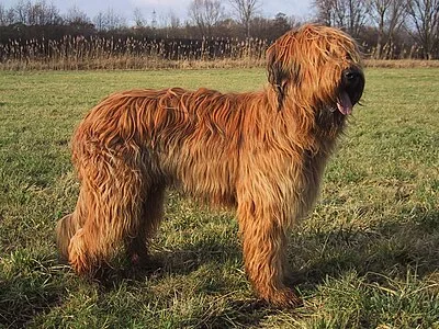 Briard - Large family-friendly dog breed