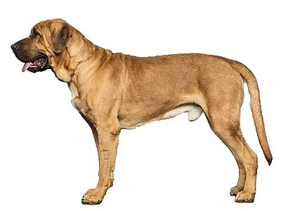 Broholmer - Giant family-friendly dog breed