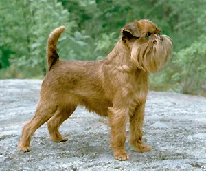 Brussels Griffon - Toy apartment-friendly dog breed