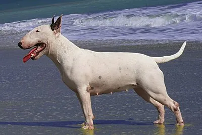 Bull Terrier - Medium family-friendly dog breed