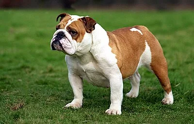 Bulldog - Medium apartment-friendly dog breed