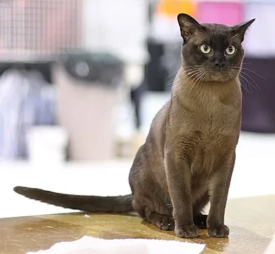 Burmese - Medium apartment-friendly cat breed