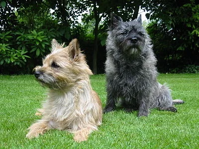 Cairn Terrier - Small apartment-friendly dog breed