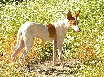 Canarian Warren Hound - Medium family-friendly dog breed
